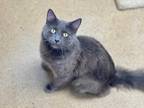 Adopt Berto a Gray or Blue Domestic Mediumhair (medium coat) cat in Mission