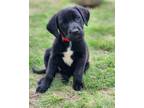 Adopt Gwen Puppies a Black Great Dane / Golden Retriever / Mixed dog in