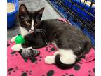 Adopt Mia a Black & White or Tuxedo American Shorthair (short coat) cat in