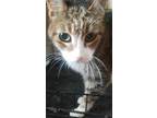 Adopt Bobs a Brown Tabby Domestic Shorthair (short coat) cat in Fort Scott