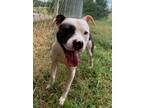 Adopt Jackson a White Mixed Breed (Medium) / Mixed dog in Greenville