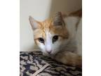 Adopt Kibble a Orange or Red Domestic Shorthair / Domestic Shorthair / Mixed cat