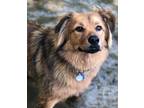 Adopt Teddy a Tan/Yellow/Fawn - with Black Australian Shepherd / Cattle Dog /