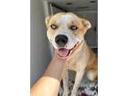 Adopt Rose/Ella a Tan/Yellow/Fawn Husky / American Pit Bull Terrier / Mixed dog