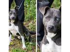 Adopt BLUE-27790 a Gray/Silver/Salt & Pepper - with Black Pit Bull Terrier /