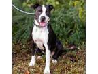Adopt BLANCHE-27450 a Black Pit Bull Terrier / Mixed dog in Bartlett