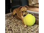 Adopt Little Chili a Brown/Chocolate - with White American Pit Bull Terrier /