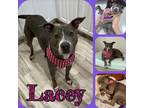 Adopt Lacey a Brindle - with White Pit Bull Terrier / Mixed dog in Ft Worth