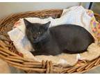 Adopt Eeyore a Gray or Blue Domestic Shorthair / Domestic Shorthair / Mixed cat