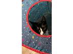 Adopt Merry a Black & White or Tuxedo American Shorthair (short coat) cat in