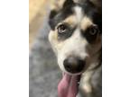 Adopt Little Foot a Black - with White Husky / Mixed dog in Lawrenceville