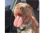 Adopt Heidi a Brown/Chocolate Mixed Breed (Large) / Mixed dog in Oklahoma City