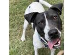 Adopt Vera Wang a White - with Black Pit Bull Terrier / American Staffordshire