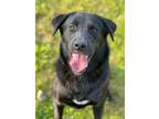 Adopt Abe a Black Labrador Retriever / Border Collie / Mixed dog in Hollis
