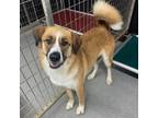 Adopt Bella a Brown/Chocolate St. Bernard / Siberian Husky / Mixed dog in