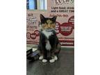Adopt Athena a All Black Domestic Shorthair / Domestic Shorthair / Mixed cat in
