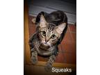 Adopt Squeak a Brown or Chocolate Domestic Shorthair (short coat) cat in