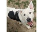 Adopt Allen a White - with Black Australian Shepherd / Cattle Dog / Mixed dog in