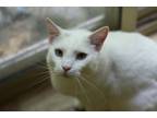 Adopt Oliver a White Domestic Shorthair (short coat) cat in Loveland
