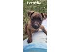 Adopt Vexahlia a Brown/Chocolate Mixed Breed (Large) / Mixed dog in Saskatoon