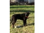 Adopt Patty a Black Mixed Breed (Large) / Mixed dog in Saskatoon, SK (38354099)