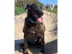 Adopt Nyla a Black Labrador Retriever / Mixed Breed (Medium) / Mixed dog in San