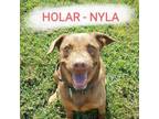 Adopt Nyla a Brown/Chocolate Labrador Retriever / American Staffordshire Terrier