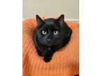 Adopt Toast a All Black Domestic Shorthair (short coat) cat in Shakespeare