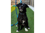 Adopt Sweet Pea a Black Pug / Mixed dog in Lindsay, ON (37907417)