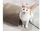 Adopt Baylor a Orange or Red Domestic Shorthair (short coat) cat in Clarksville