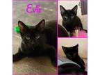 Adopt Evie a All Black Domestic Shorthair (short coat) cat in El cerrito