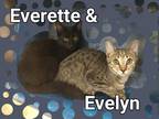 Adopt Everette a All Black Domestic Shorthair / Mixed cat in Ocala