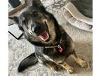 Adopt Honey a Black Mixed Breed (Large) / Mixed dog in Saskatoon, SK (38354092)