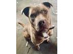 Adopt Jojo (was Skye) a Brown/Chocolate Mixed Breed (Large) / Mixed dog in