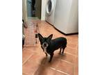 Adopt Art a Black Mixed Breed (Small) / Mixed dog in Saskatoon, SK (38354101)