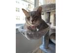 Adopt Milo a Gray, Blue or Silver Tabby Domestic Shorthair (short coat) cat in