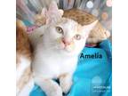 Adopt Amelia a White Domestic Shorthair / Mixed cat in League City