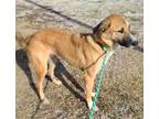 Adopt Sissy a Red/Golden/Orange/Chestnut Anatolian Shepherd / Belgian Shepherd /