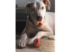 Adopt Tonka a White Great Dane / Mixed dog in Dallas, TX (32687818)