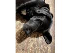 Adopt Tuck a Black - with White Great Dane / Labrador Retriever / Mixed dog in