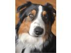 Adopt Fin a Tricolor (Tan/Brown & Black & White) Australian Shepherd / Mixed dog