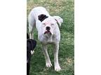 Adopt Fettuccine a White Boxer / Mixed dog in Austin, TX (37556391)