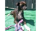 Adopt Tootsie a Black - with White Fox Terrier (Toy) dog in Encinitas