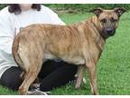 Adopt Molly aka Abby (Spayed) a Brindle Shepherd (Unknown Type) / Mixed dog in