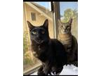 Adopt Helka & Ingrid a Brown Tabby Domestic Shorthair (short coat) cat in Los