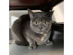 Adopt Jasmine a Tortoiseshell Domestic Shorthair / Mixed cat in Quakertown