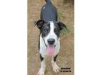 Adopt Shadow a Black Great Dane dog in Camden, DE (35928780)