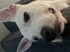 Adopt Loki a White - with Black Border Collie / Mixed dog in Oklahoma City