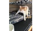 Adopt Ramsey a Orange or Red (Mostly) Domestic Shorthair / Mixed cat in Central