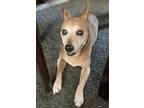 Adopt Henna Rose a Tan/Yellow/Fawn - with White Shiba Inu / Carolina Dog / Mixed